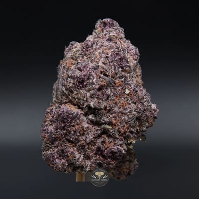 Mandarin Sunset hybrid flower: close-up product photo