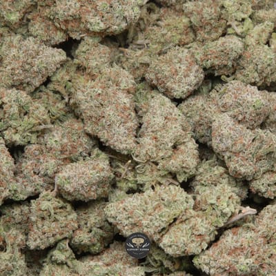 Mango Dream buds