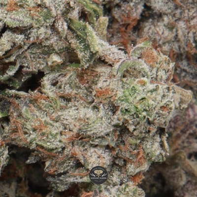 Pinkman Goo indica flower, resinous pink-tinged buds up close