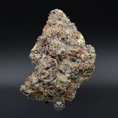 Platinum Pink indica flower, close-up product photo