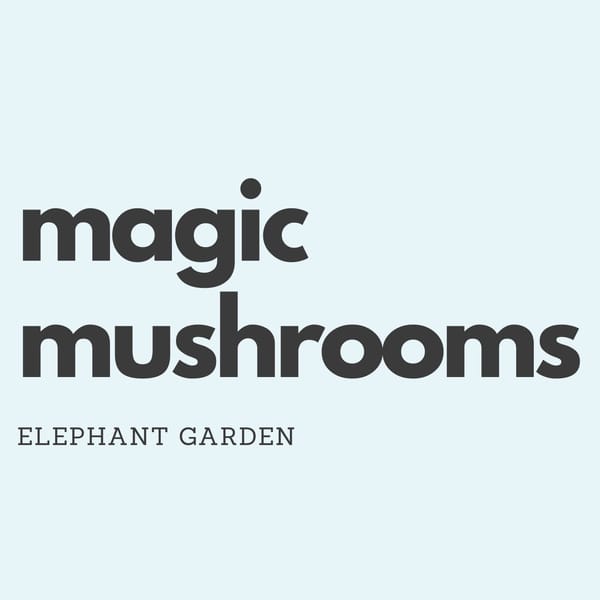 Buy Magic Mushrooms at Elephant Garden Online Weed Dispensary & Online Pot Shop - Banner