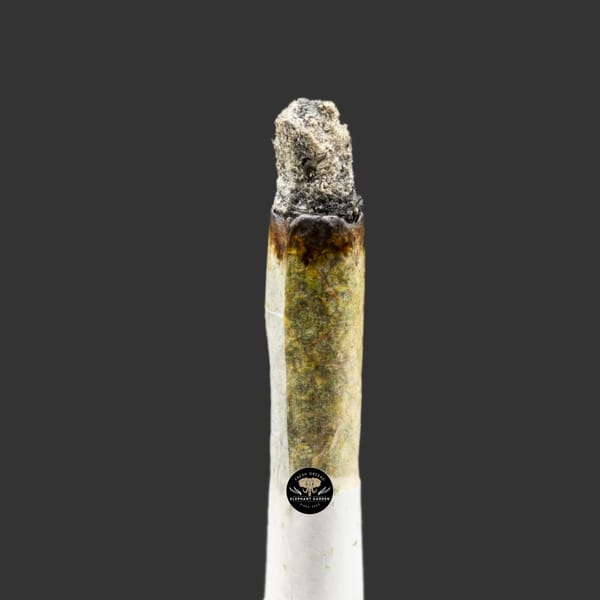 Buy Tom Ford Pink at Elephant Garden Co Weed Dispensary Burn Test 11 21 2023