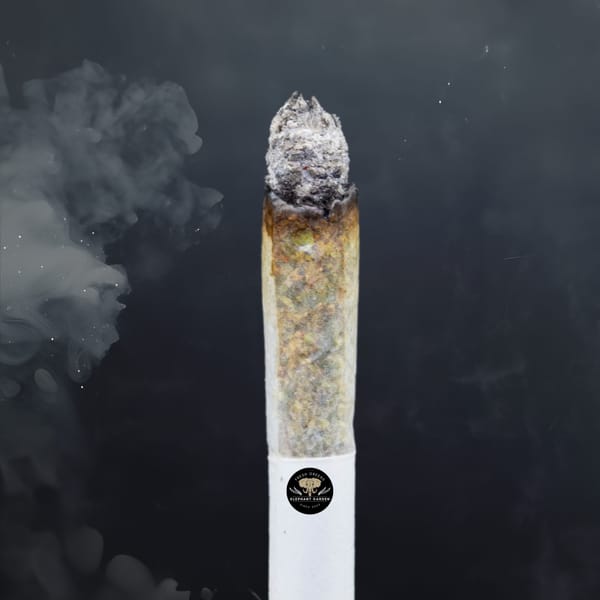 Buy Diablo at Elephant Garden Co Weed Dispensary Burn Test 8 7 2024 2