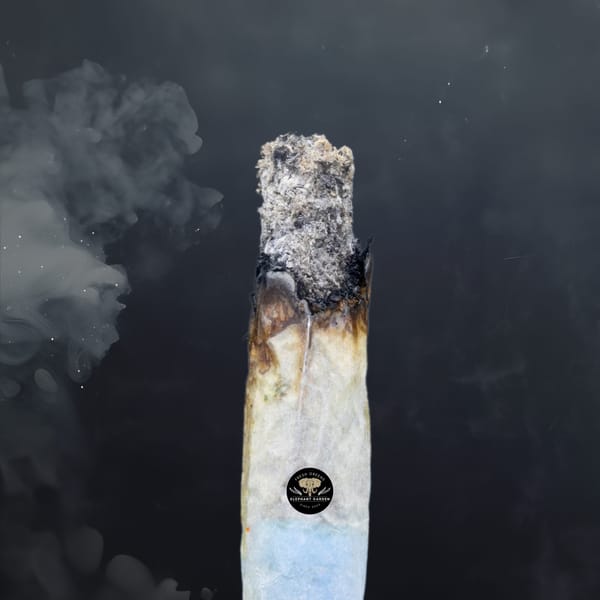 Buy Platinum Pink at Elephant Garden Co Weed Dispensary Burn Test 4 24 2024 2