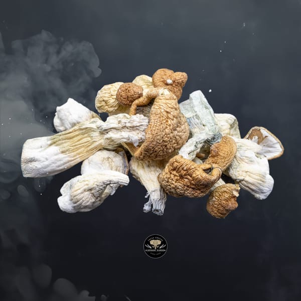 Transkei - Mushrooms