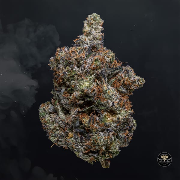 Buy Pink Tuna at Elephant Garden Co Weed Dispensary Float 3 11 25 2