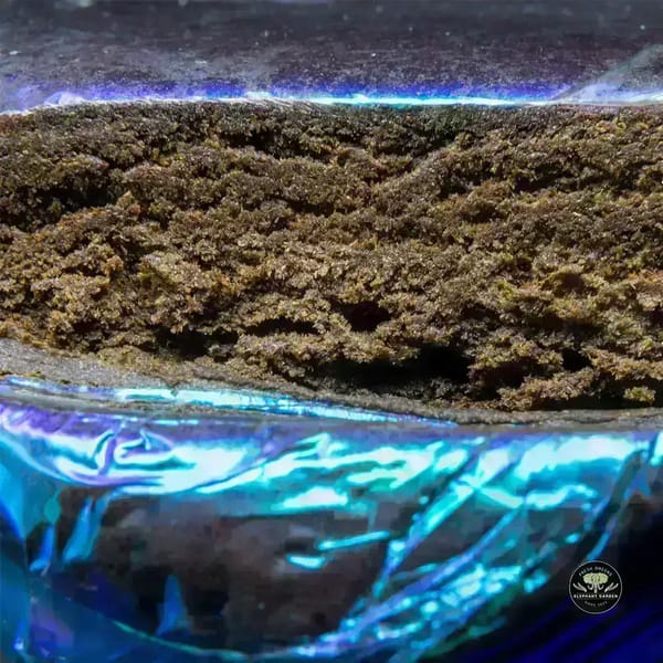 Buy Blueberry at Elephant Garden Co Weed Dispensary Burn 11 13 24