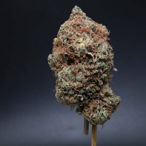 Elephant Garden Pink Deathstar bud