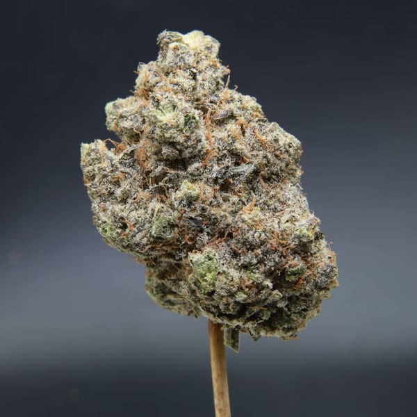 Elephant Garden Blue Zushi Hybrid buds