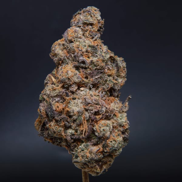 Tokyo Sunset - Hybrid - AAAA from Elephant Garden