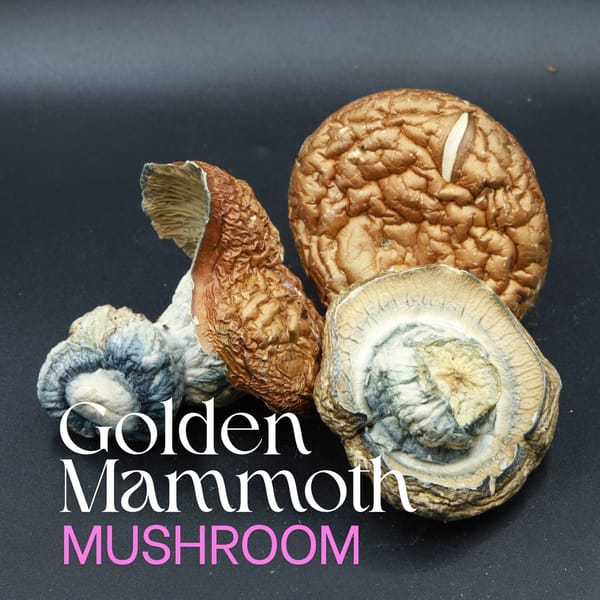 Golden Mammoth - Mushroom
