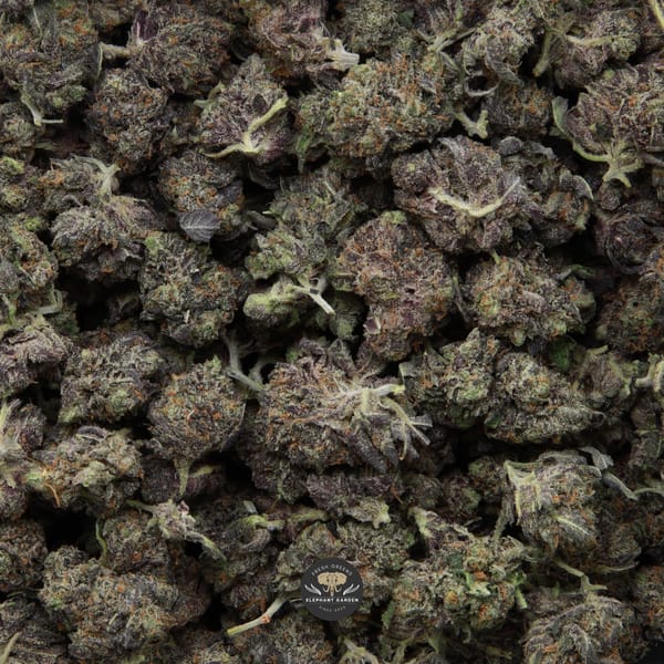 91 Octane Popcorn smalls Elephant Garden March 2026