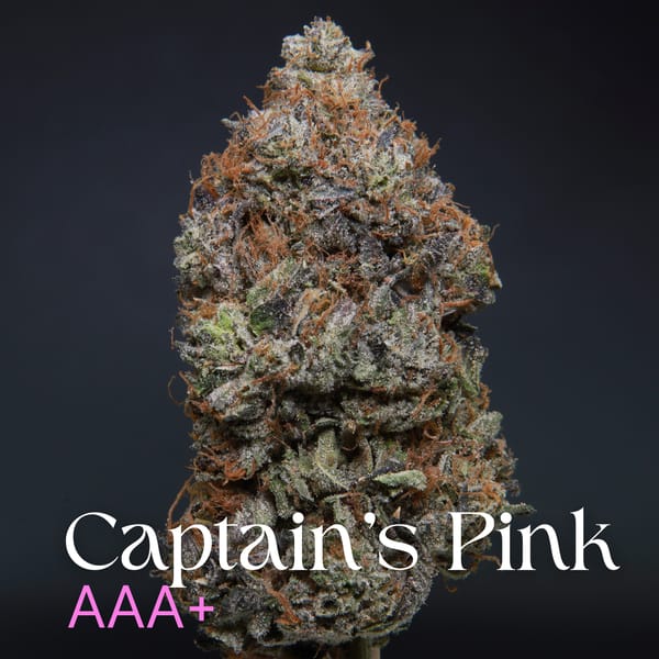 Captain's Pink AAA+
