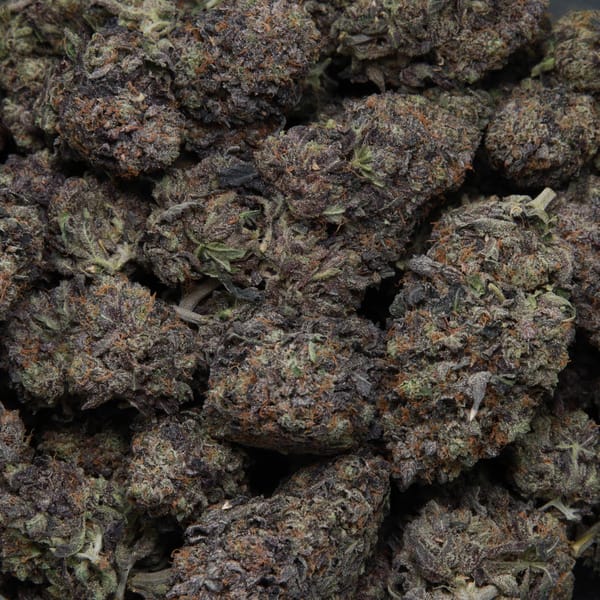 Comatose from Elephant Garden multiple bud Feb 2026