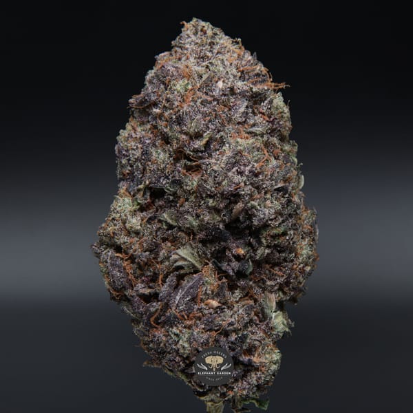 Comatose from Elephant Garden single bud Feb 2026