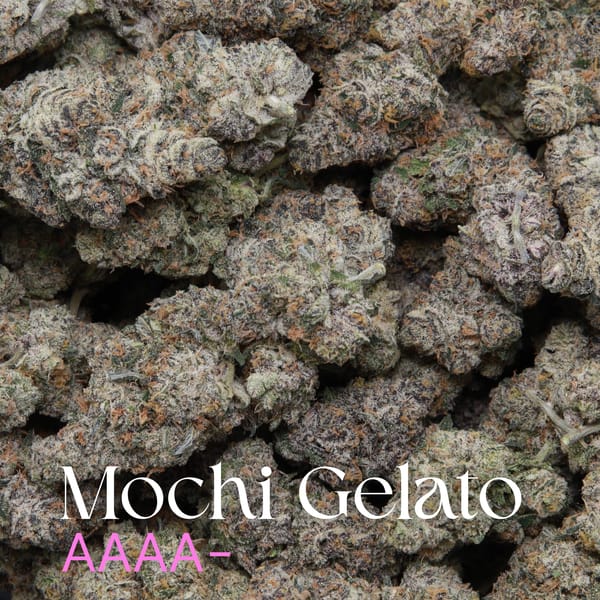 Mochi Gelato from Elephant Garden multiple buds Feb 2026