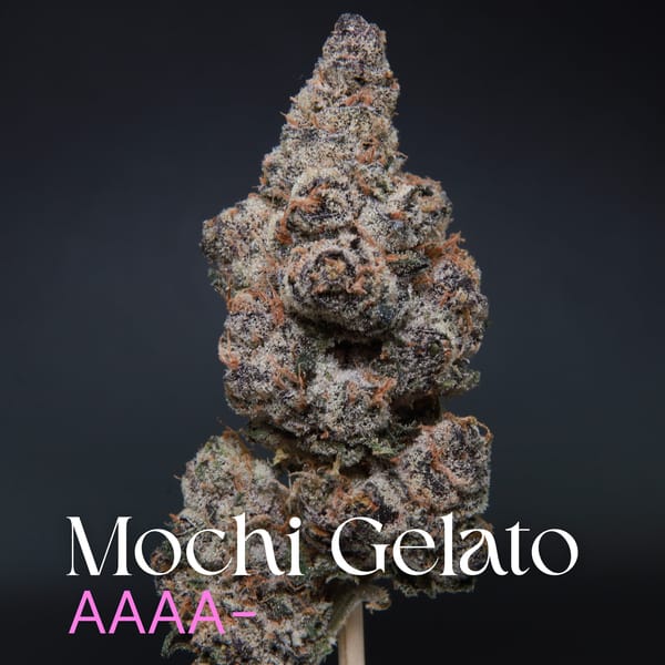 Mochi Gelato from Elephant Garden single bud Feb 2026