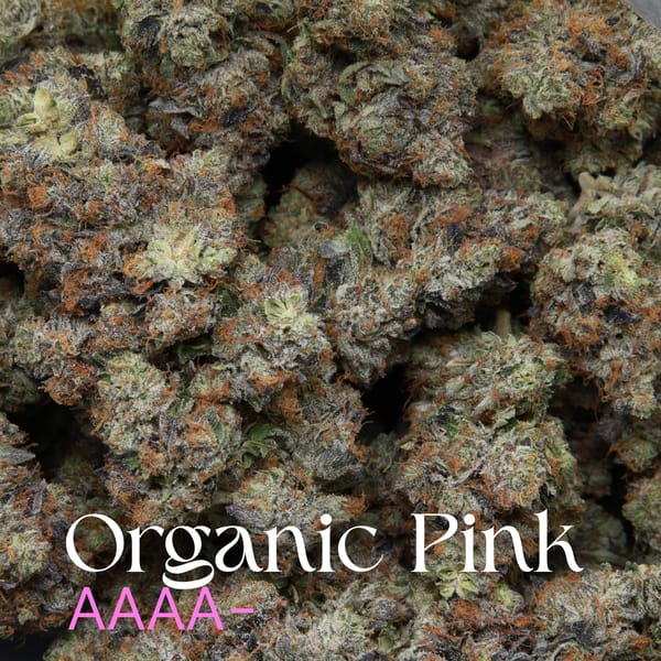 Organic Pink from Elephant Garden multiple buds