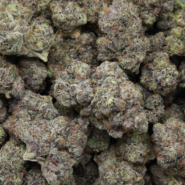 Pink Gasoline from Elephant Garden multiple bud Feb 2026