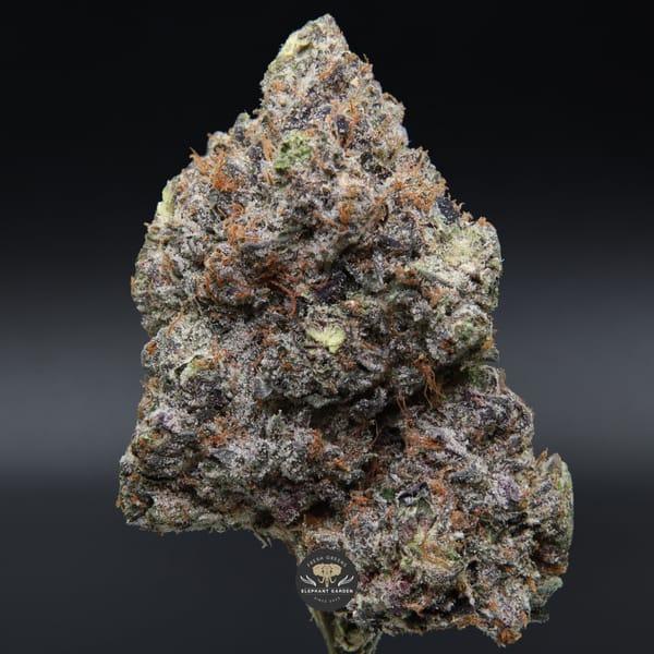 Pink Gasoline from Elephant Garden single bud Feb 2026