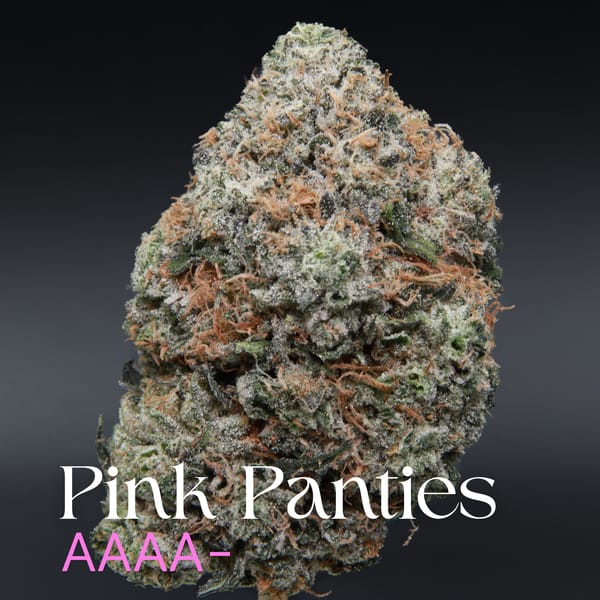 Pink Panties from Elephant Garden single bud Feb 2026
