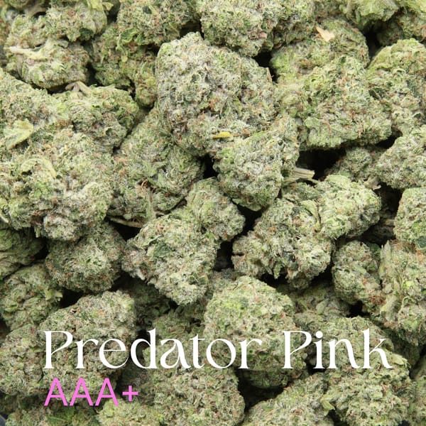 Predator Pink from Elephant Garden Multiple buds Feb 2026