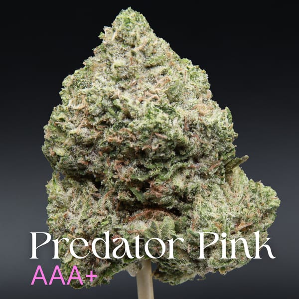 Predator Pink from Elephant Garden single bud Feb 2026