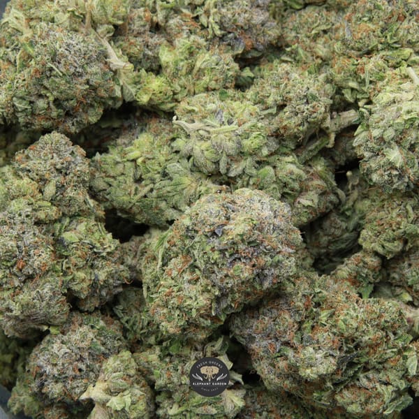 Ahi Tuna Kush from Elephant Garden multiple bud March 2026