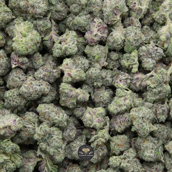 Blueberry Jam Popcorn Elephant Garden March 2026