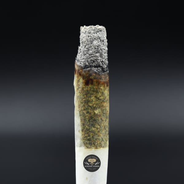 Burn Pic Ahi Tuna Elephant Garden March 2026