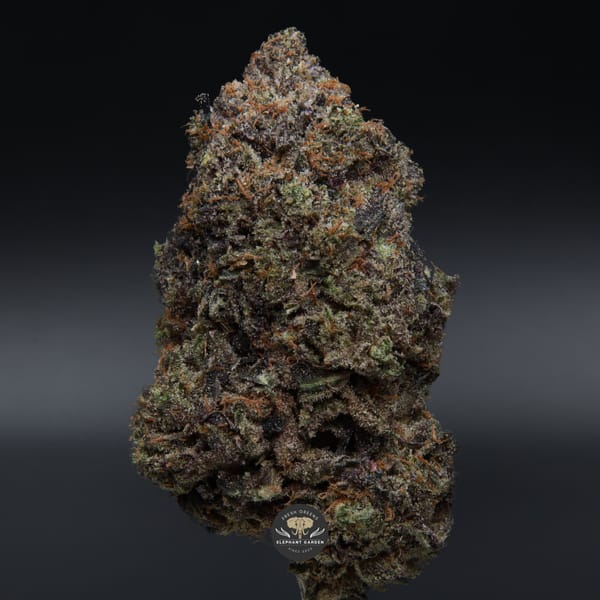 Buy Death Reaper Elephant Garden March 2026