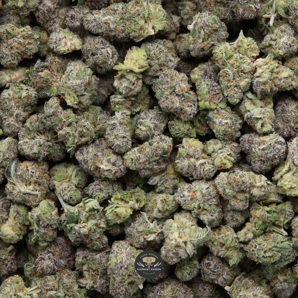 Buy Gastro Pop Popcorn from Elephant Garden March 2026