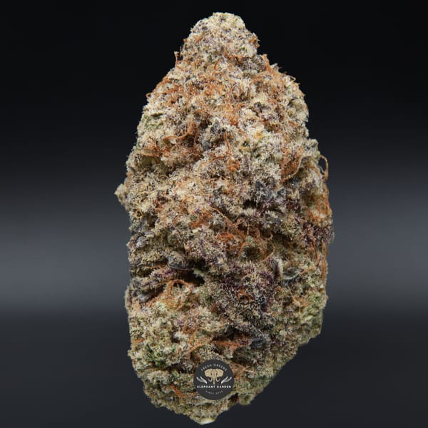 Buy Grateful Grape Elephant Garden March 2026