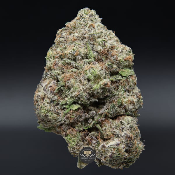 Buy Purple Mimosa Elephant Garden March 2026