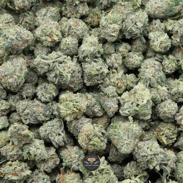 Buy Razzle Dazzle Popcorn Elephant Garden March 2026