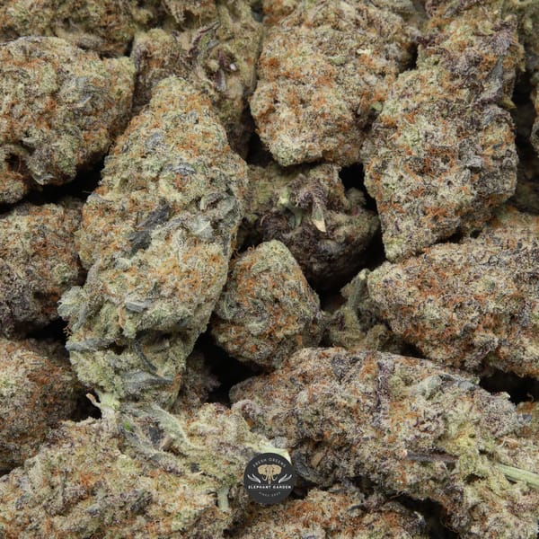 Buy bulk Grateful Grape Elephant Garden March 2026