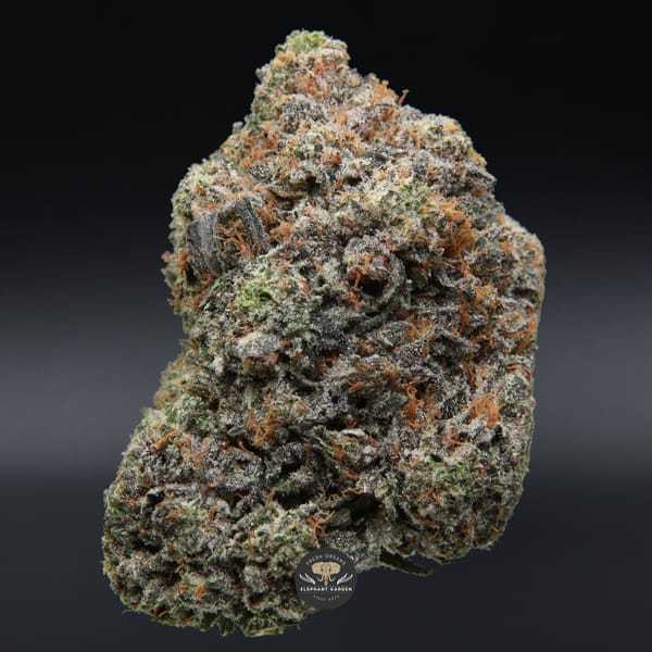 Death Master Single Bud from Elephant Garden March 2026 Batch