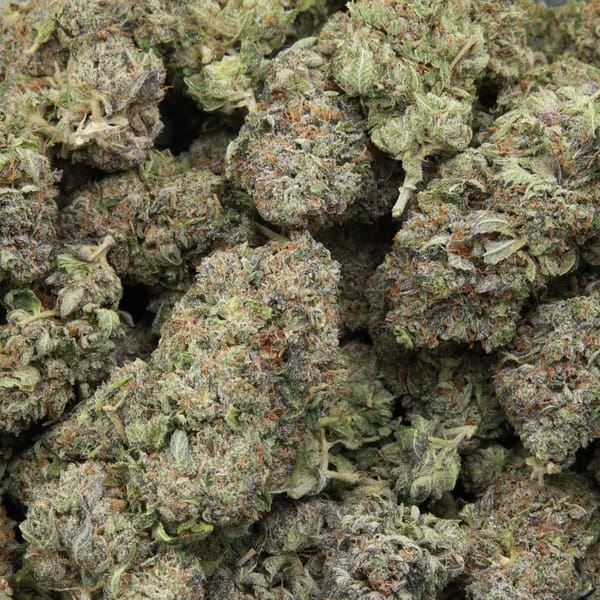 Death Valley OG from Elephant Garden multiple bud March 2026