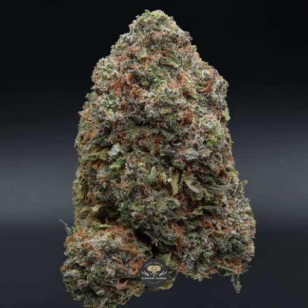 Death Valley OG from Elephant Garden single bud March 2026