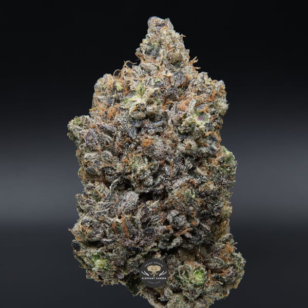 Death Walker Single Bud Elephant Garden March 2026