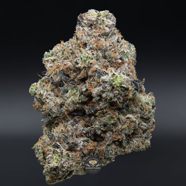 Doughboy Pink bud Elephant Garden March 2026