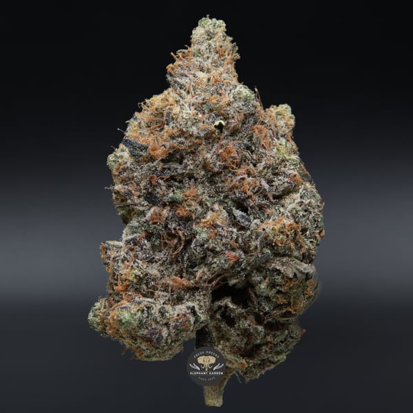 El Chapo LSO close up Elephant Garden March 2026