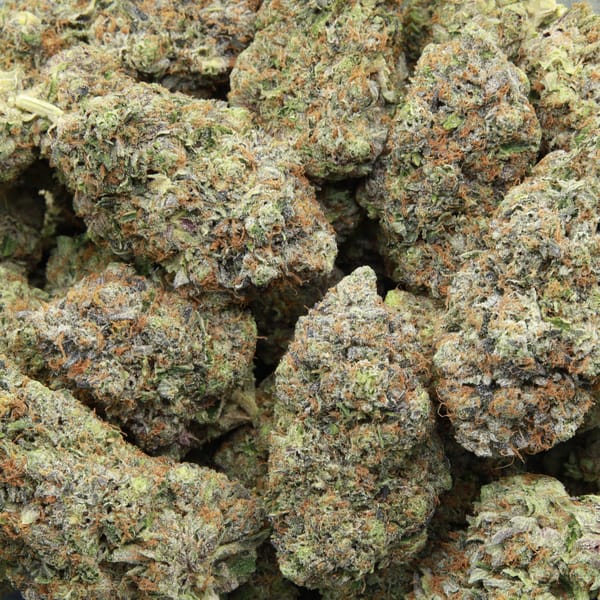 LSO MKU from Elephant Garden multiple bud March 2026