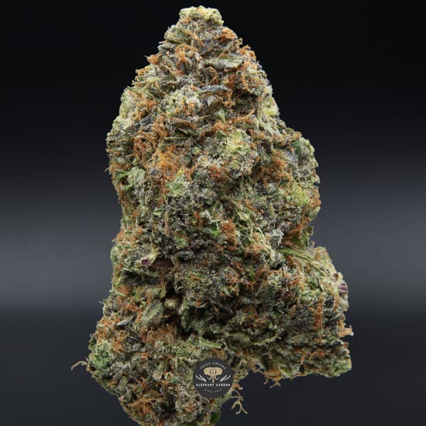 LSO MKU from Elephant Garden single bud March 2026