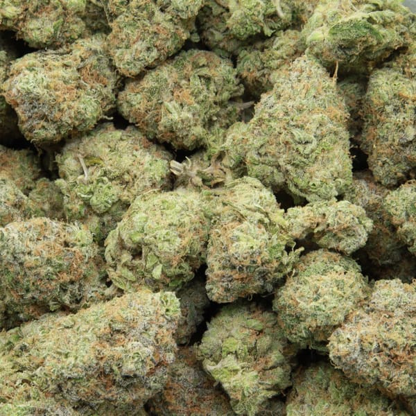 Pineapple Jack from Elephant Garden multiple bud March 2026