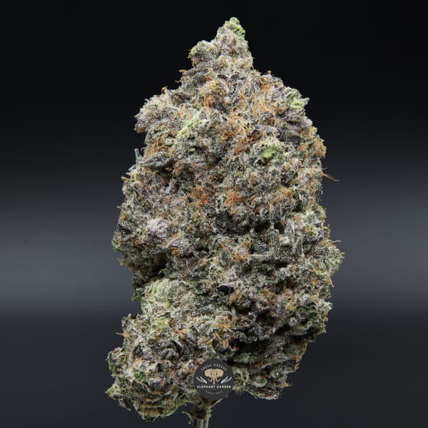 Pink Death Star bud Elephant garden March 2026