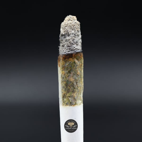 Pink Fuego LSO Burn Elephant Garden March 2026