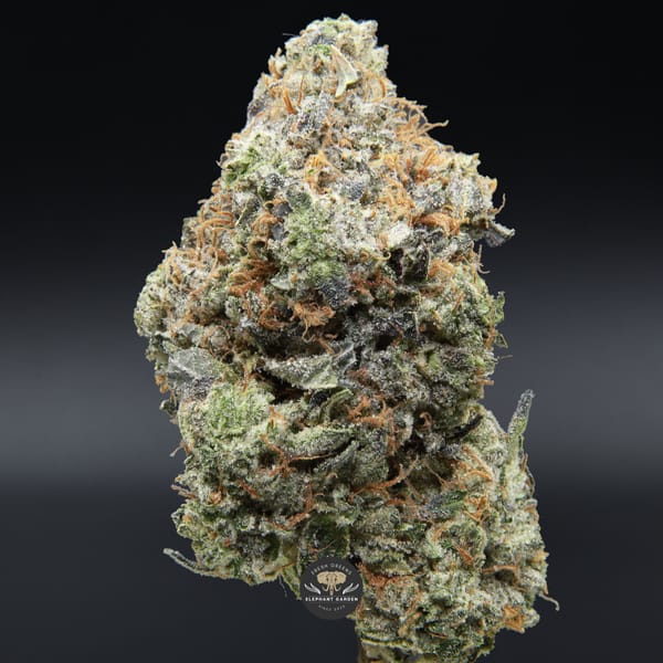 Pink Rockstar single zoomed in bud from Elephant Garden Marh 2026