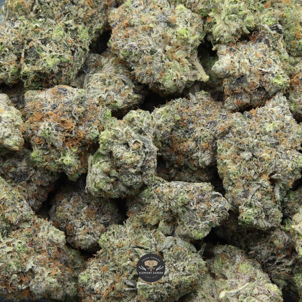 Pinkman Goo multiple buds from Elephant Garden March 2026