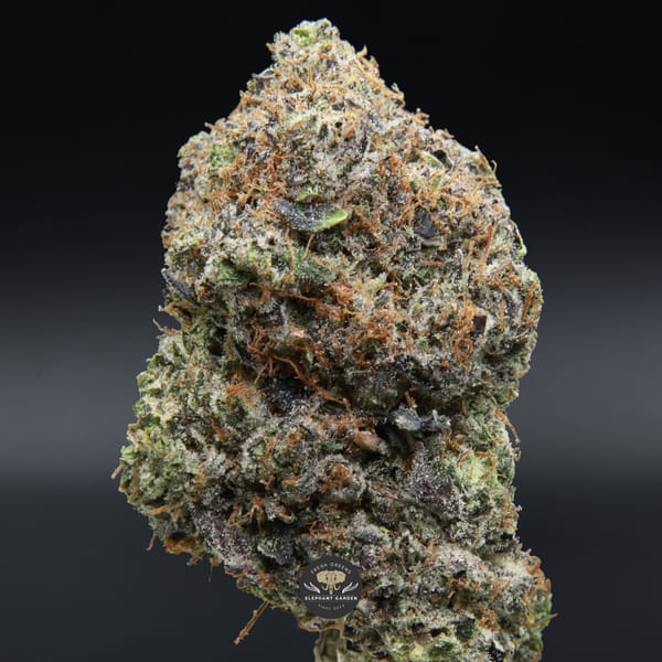 Pinkman Goo single bud from Elephant Garden March 2026